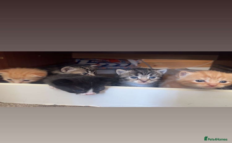 Mixed Breed cats - Advert 2