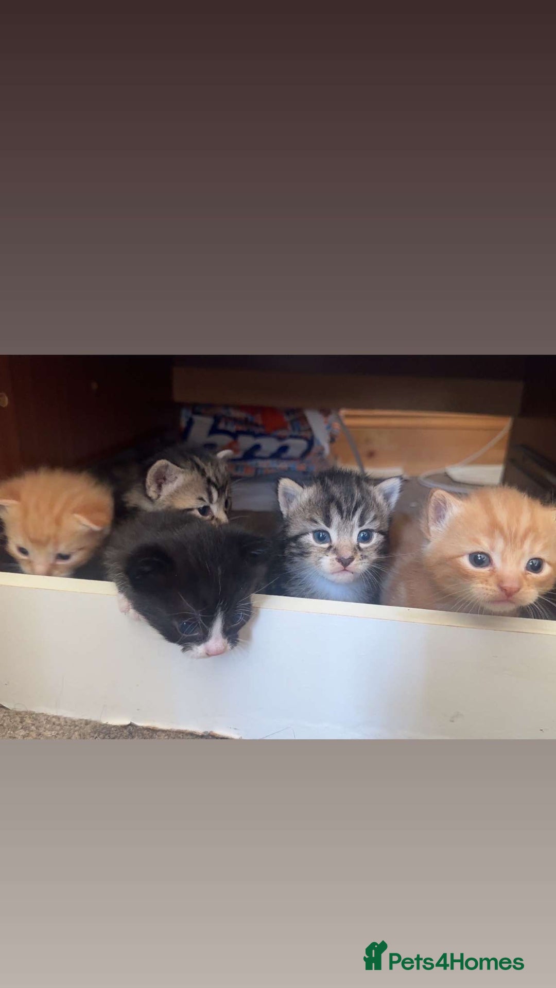 Mixed Breed cats for sale: Half calico and half ginger-tuxedo kittens - Image 1