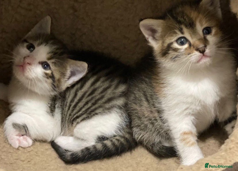 Mixed Breed cats Kitten available now  - Advert 2