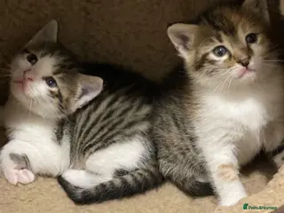 Mixed Breed cats Kitten available now - Advert 4