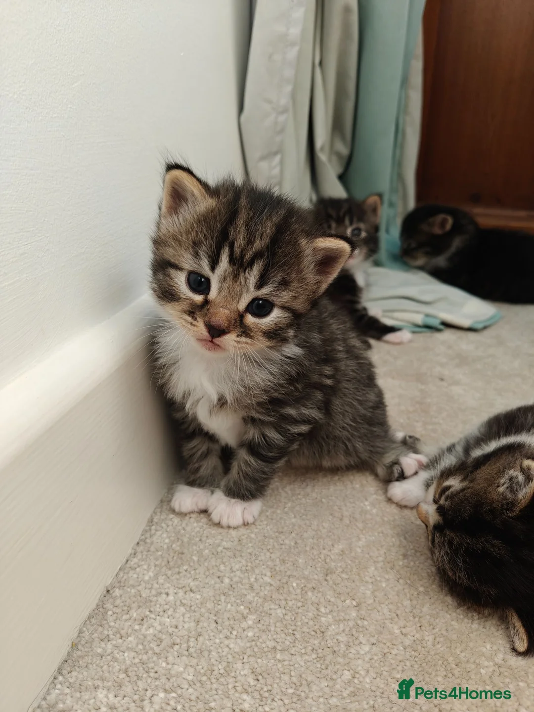 Mixed Breed cats for sale: Beautiful tabby and white kittens - Advert 1