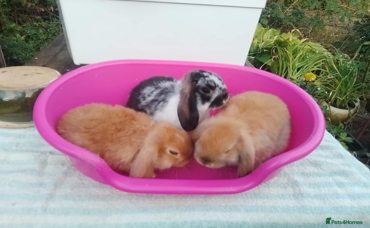 Mini Lop rabbits - Advert 6
