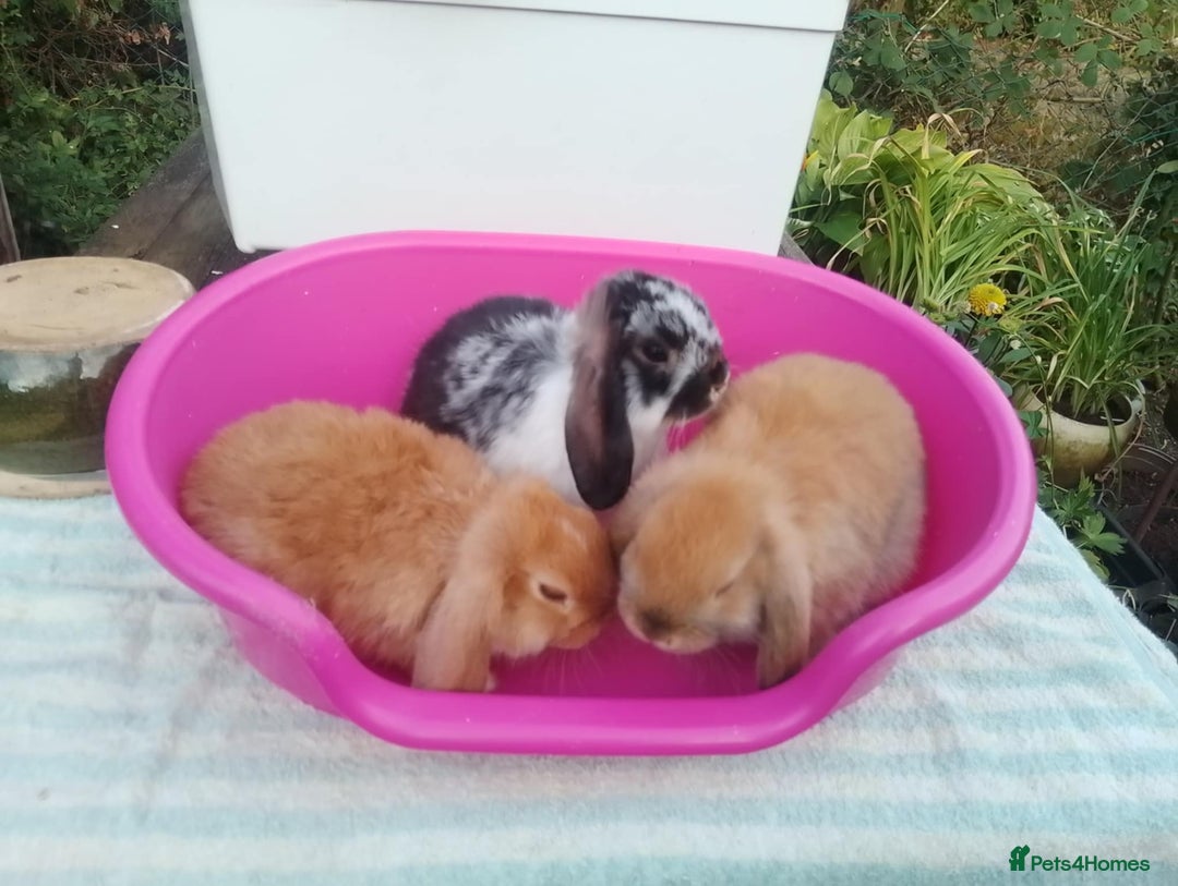 Mini Lop rabbits for sale: Female and Male Baby Minilops: Pretty Colours - Image 1