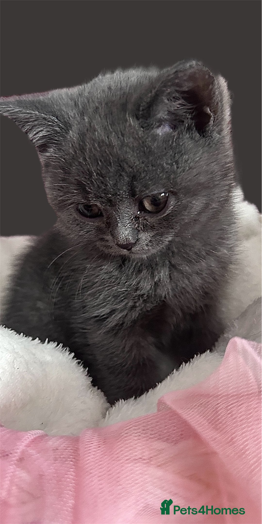British Shorthair cats for sale: 🐾 Blue British Shorthair Kittens  🐾 - Image 8