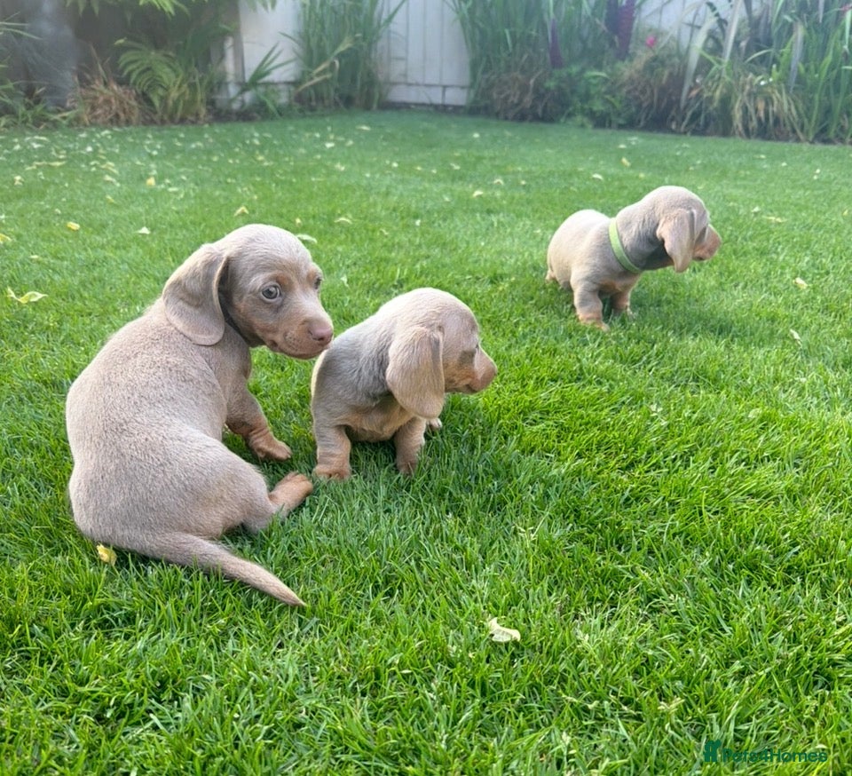 Miniature Dachshund dogs KC Reg. Miniature Dachshund Puppies Ready today!! - Advert 2