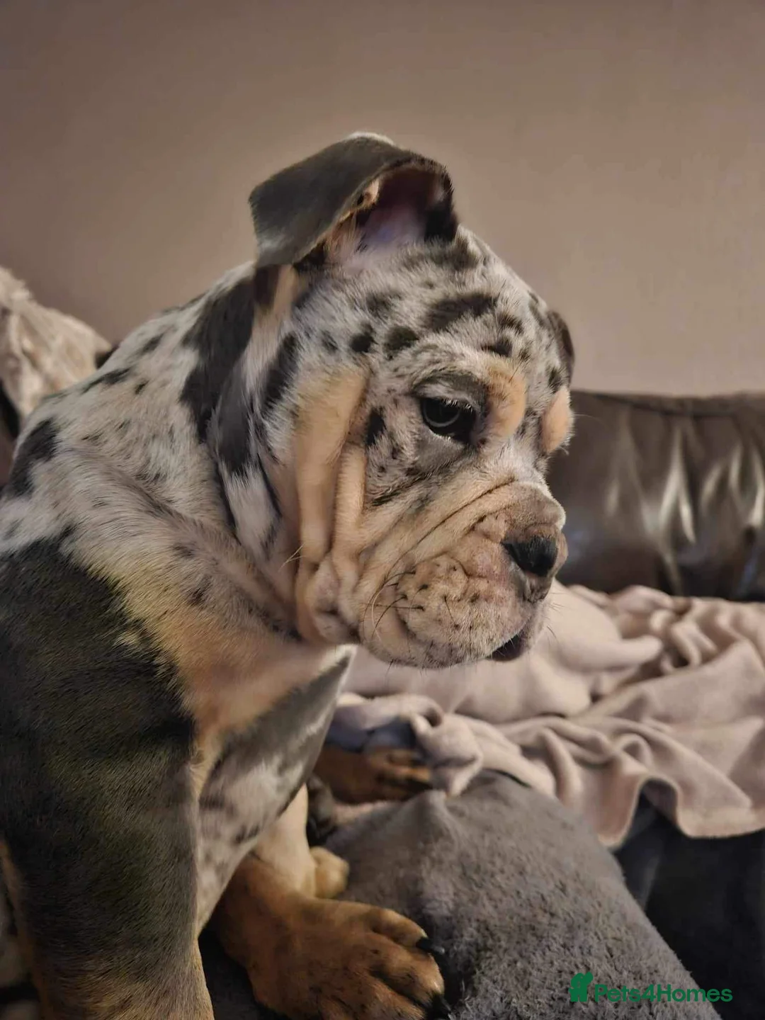 Olde English Bulldogge dogs for stud: Bullplanet's King Titan DNA/BVA Eye/BVA Hip/Elbow in Northallerton - Advert 17