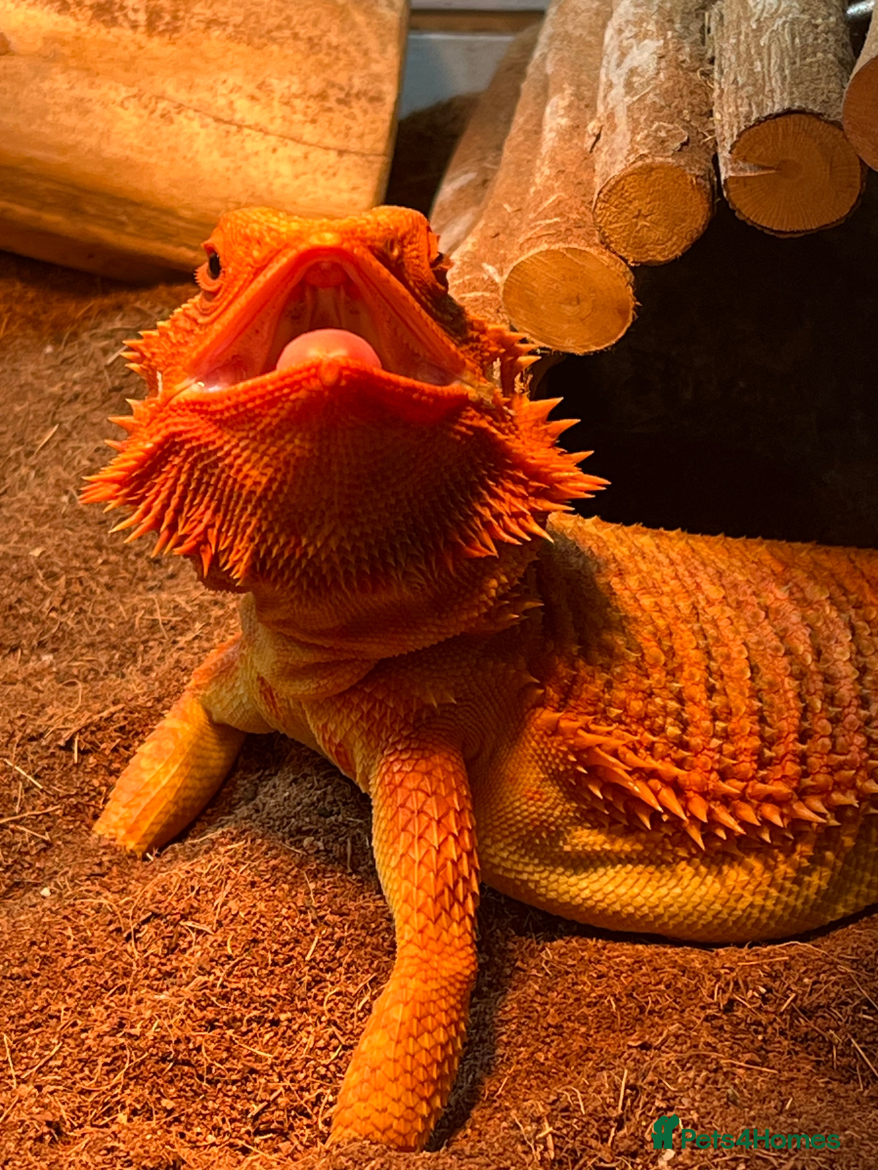 Bearded Dragon reptiles Male Red Morph Bearded Dragon in Chippenham - Advert 1