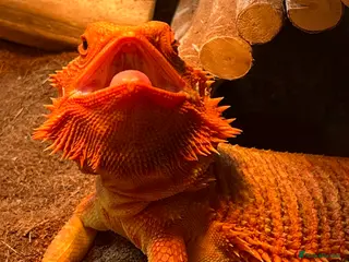 Bearded Dragon reptiles Male Red Morph Bearded Dragon in Chippenham - Advert 1