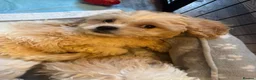Cavachon dogs for sale: Cavachon Puppies READY NOW 🐾❤️ - Advert 27