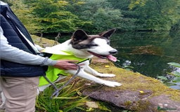 Huskita dogs for sale: Huski cross akita 2 and half years old female  - Image 12