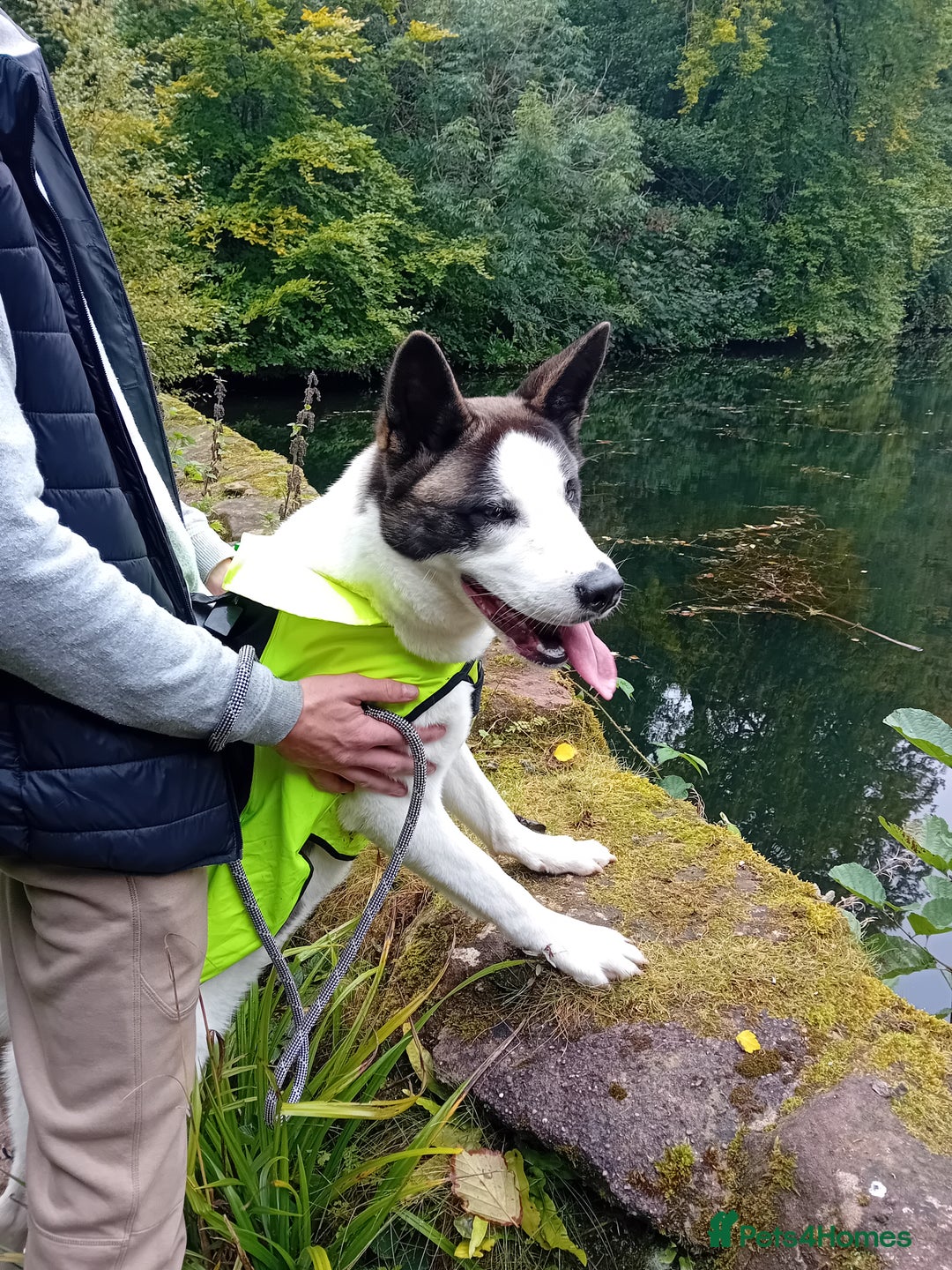 Huskita dogs for sale: Huski cross akita 2 and half years old female  - Image 12