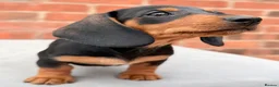 Miniature Dachshund dogs for sale: miniature dachshunds  - Advert 4
