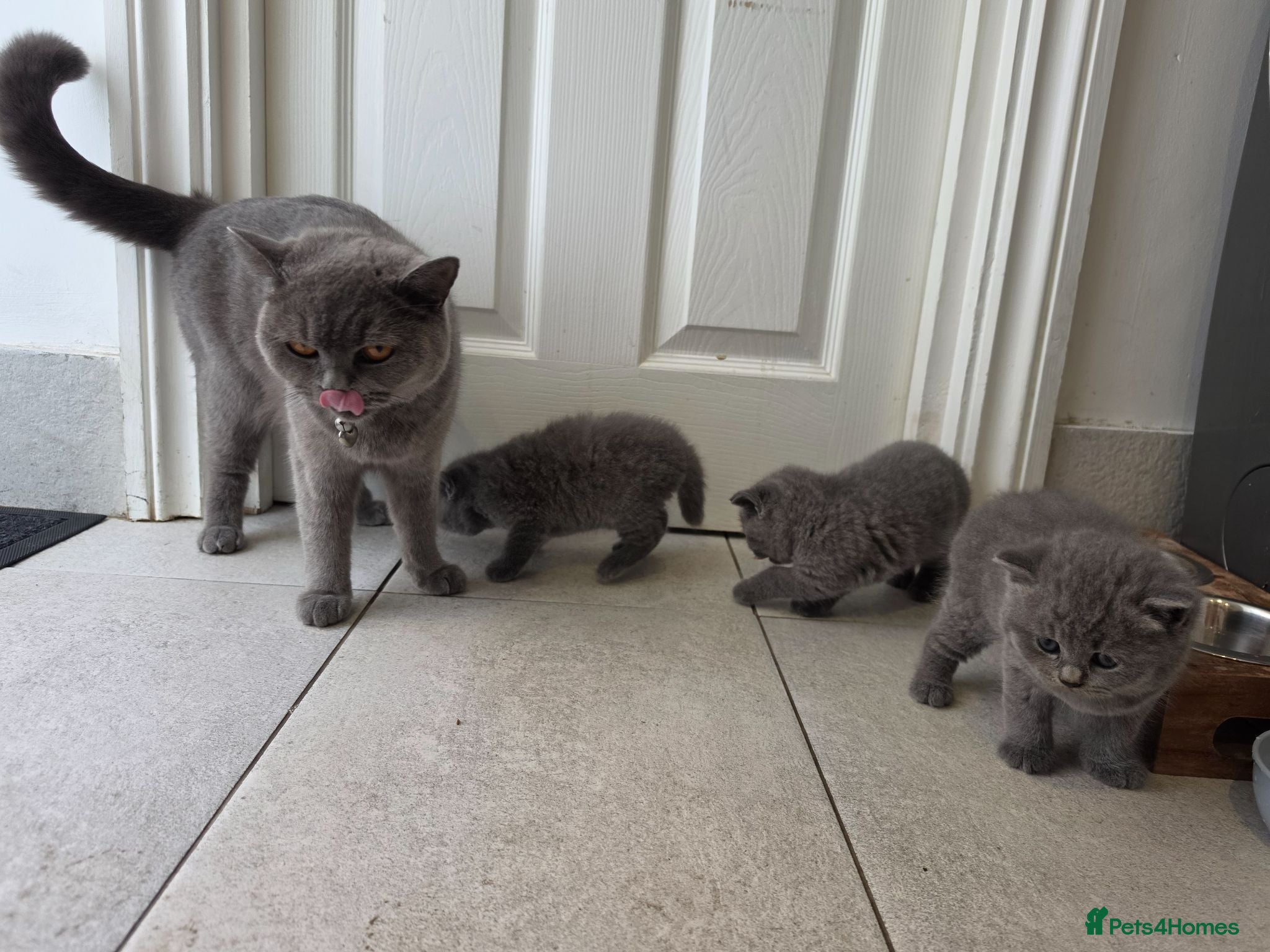 British Shorthair cats British shorthair for sale - Advert 1