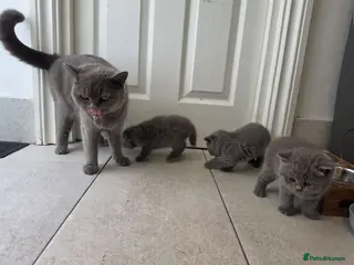 British Shorthair cats British shorthair for sale - Advert 1