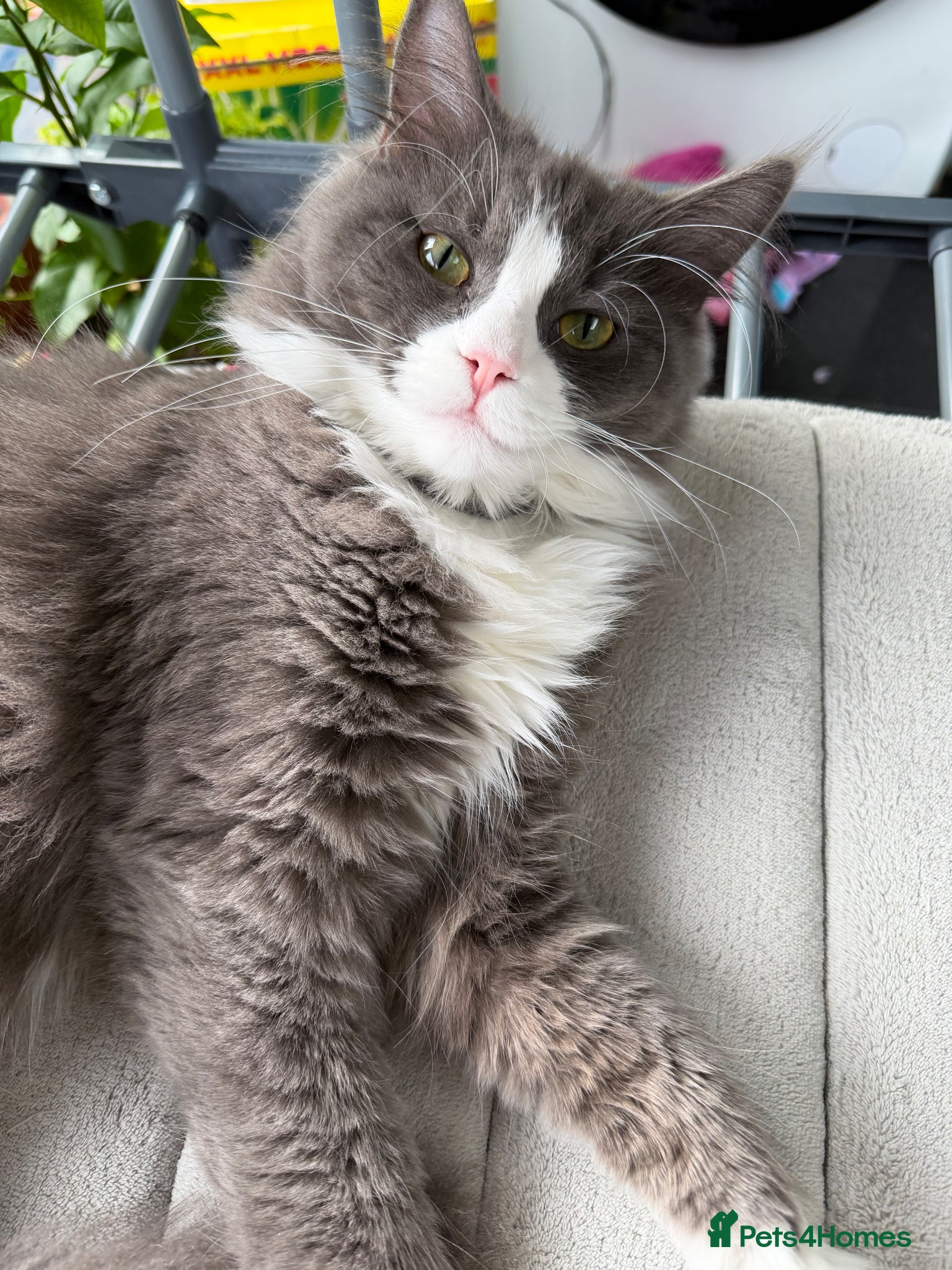 Maine Coon cats for sale: Sadly rehoming our lovely Maine Coon - Advert 3