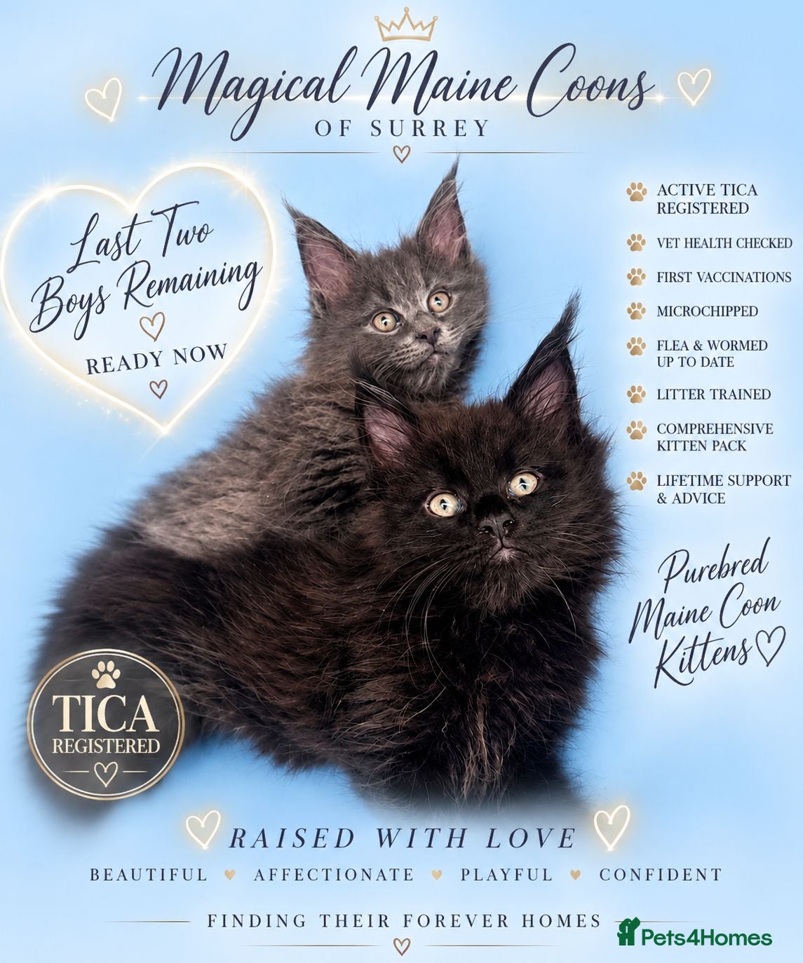 Maine Coon cats Stunning TICA® Maine Coon Kittens ❤️❤️ - Advert 1