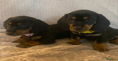 Dachshund dogs - Advert 6