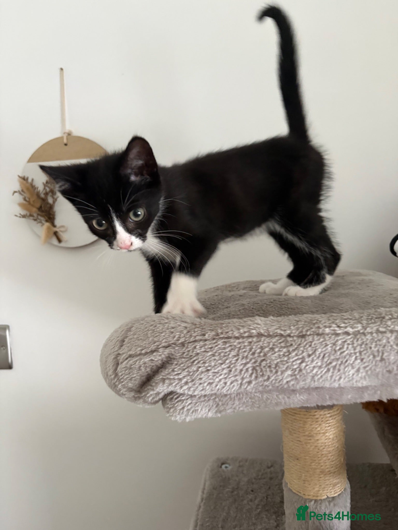 Mixed Breed cats 1 black and white kitten left  - Advert 3