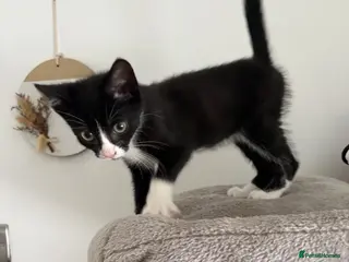 Mixed Breed cats 1 black and white kitten left - Advert 3