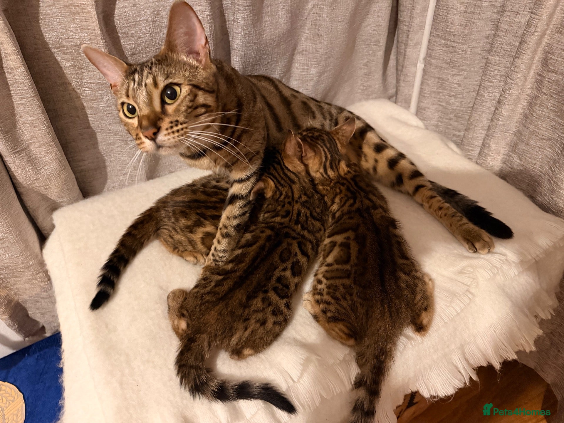 Bengal cats Adorable kittens for sale - Advert 1