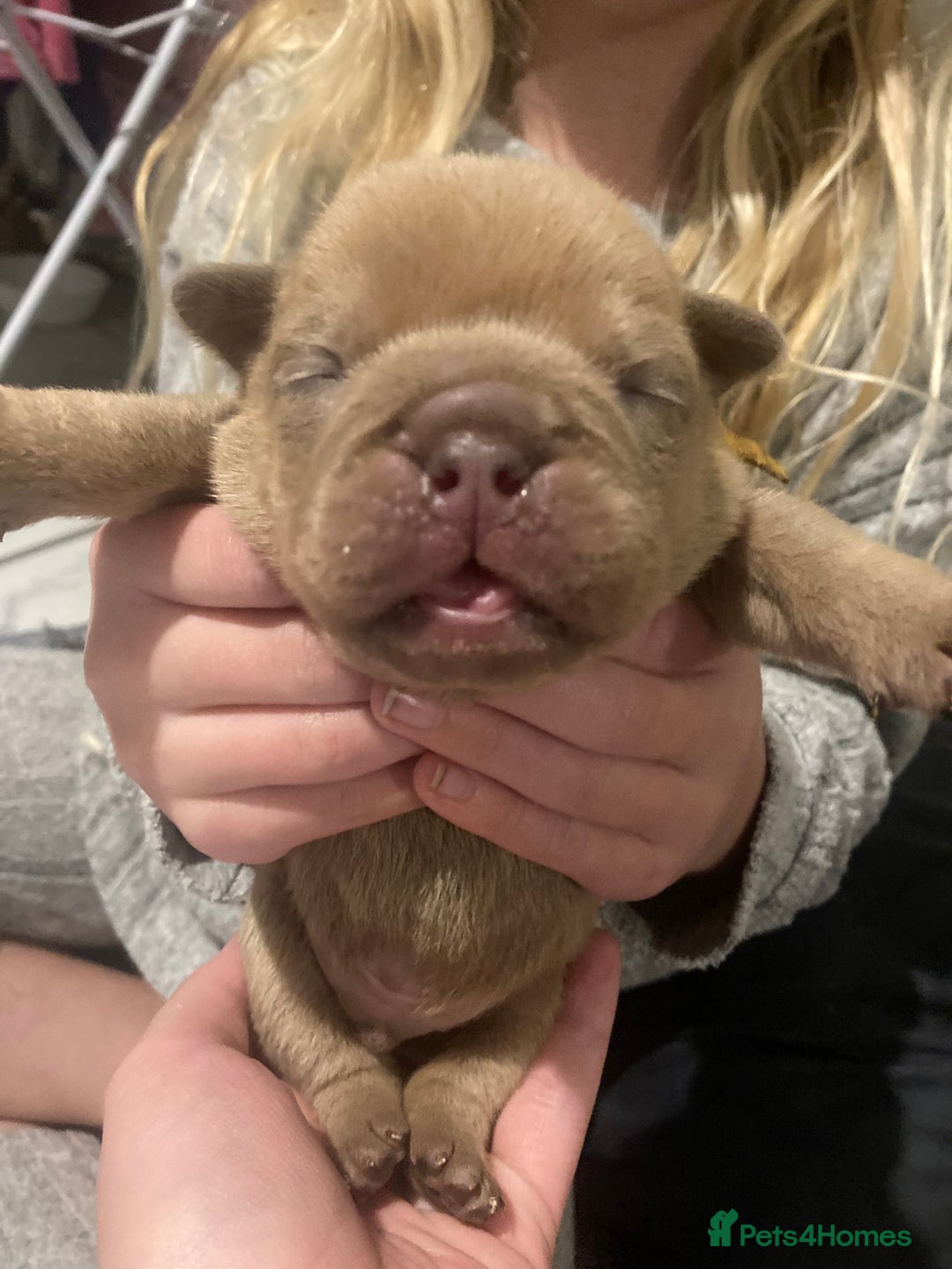 English Bulldog dogs for sale: Litter of 8  - Image 6