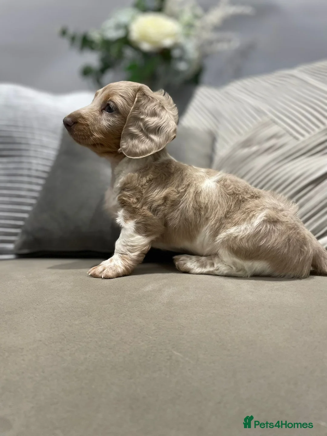 Miniature Dachshund dogs for sale: Isabella and tan piebald long hair   - Advert 2