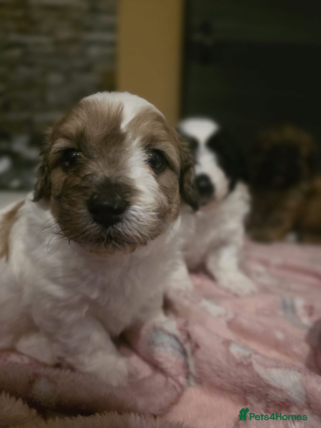 Mixed Breed dogs for sale: Beautiful litter of pomshis  - Advert 24