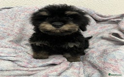 Cockapoo dogs for sale: Miniature heath tested cockapoos - Image 21