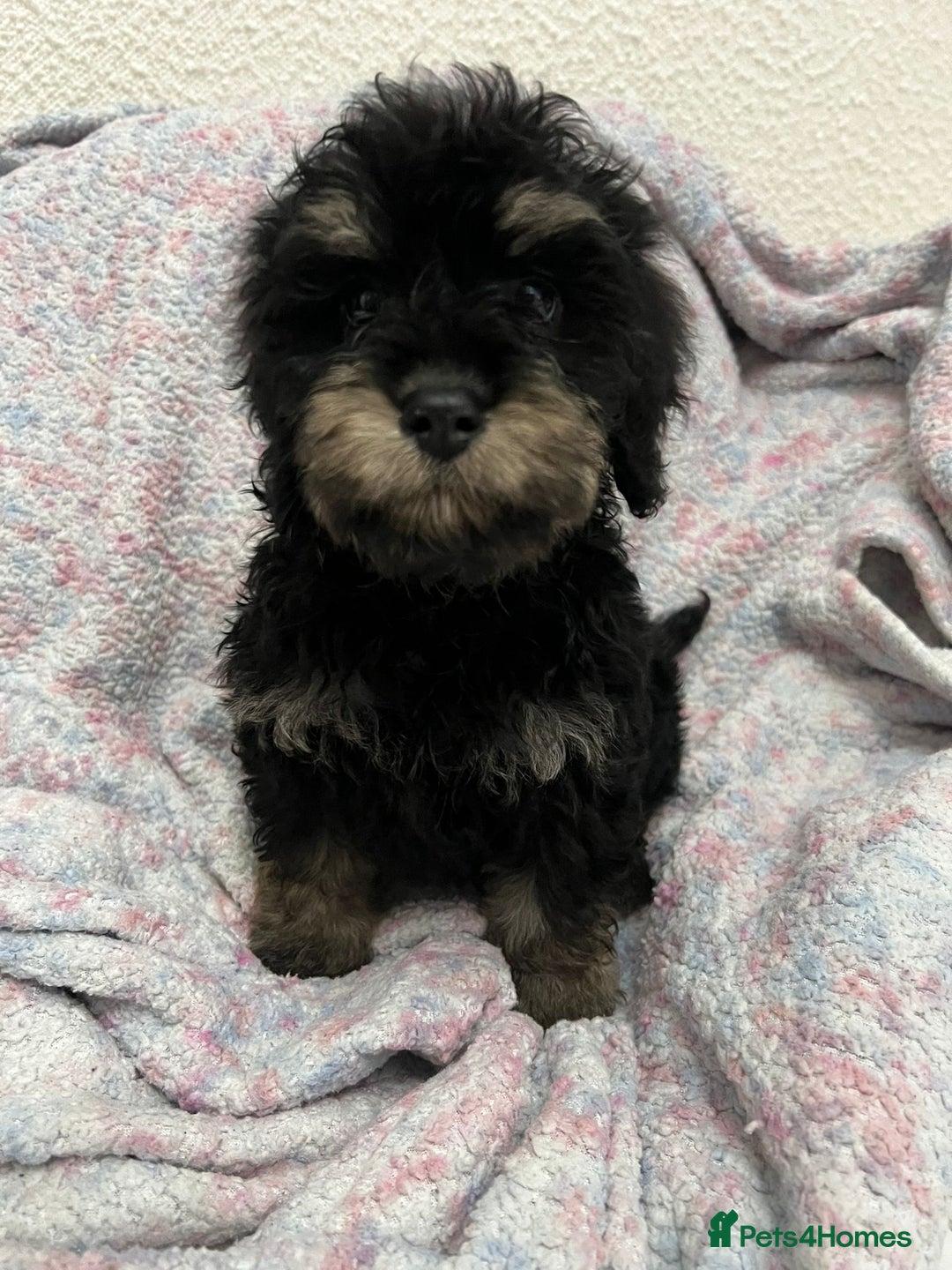 Cockapoo dogs for sale: Miniature heath tested cockapoos - Image 21