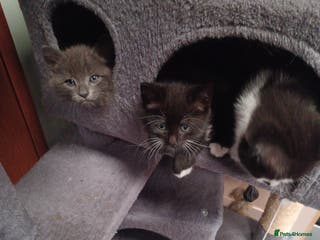 Mixed Breed cats Adorable cuddly kittens - Advert 11