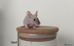 Mouse rodents for sale: 🐭 Female Mice Available for Adoption 🐭 - Image 12