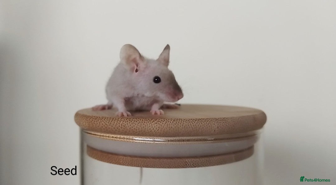Mouse rodents for sale: 🐭 Female Mice Available for Adoption 🐭 - Image 12