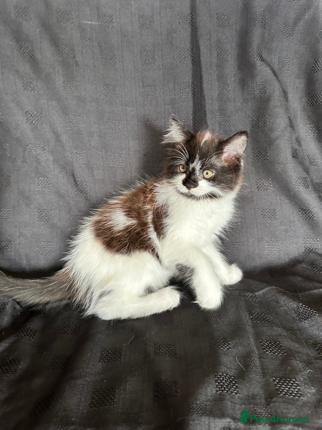 Mixed Breed cats for sale: Male Ragdoll/ Norwegian Forest cross kittens - Image 8