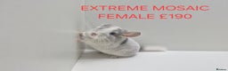Chinchilla rodents for sale: STUNNING BABIES CHINCHILLA MIX COLOURS AND GENDER  - Advert 6