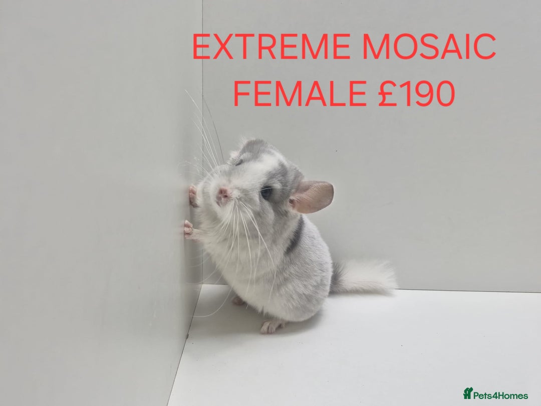 Chinchilla rodents for sale: STUNNING BABIES CHINCHILLA MIX COLOURS AND GENDER  - Advert 6