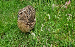 Quail poultry for sale: 🐣 Live Coturnix Jumbo Quail for Sale  in Birmingham - Image 12