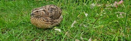 Quail poultry for sale: 🐣 Live Coturnix Jumbo Quail for Sale  in Birmingham - Advert 12