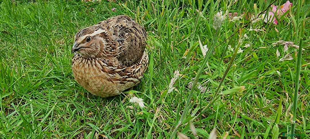 Quail poultry for sale: 🐣 Live Coturnix Jumbo Quail for Sale  in Birmingham - Image 12