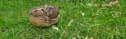 Quail poultry for sale: 🐣 Live Coturnix Jumbo Quail for Sale  in Birmingham - Advert 12