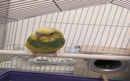 Budgerigars birds for sale: Budgies for Sale Many colours Cages Available  - Image 8