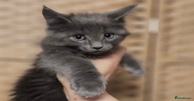 Mixed Breed cats - Advert 10