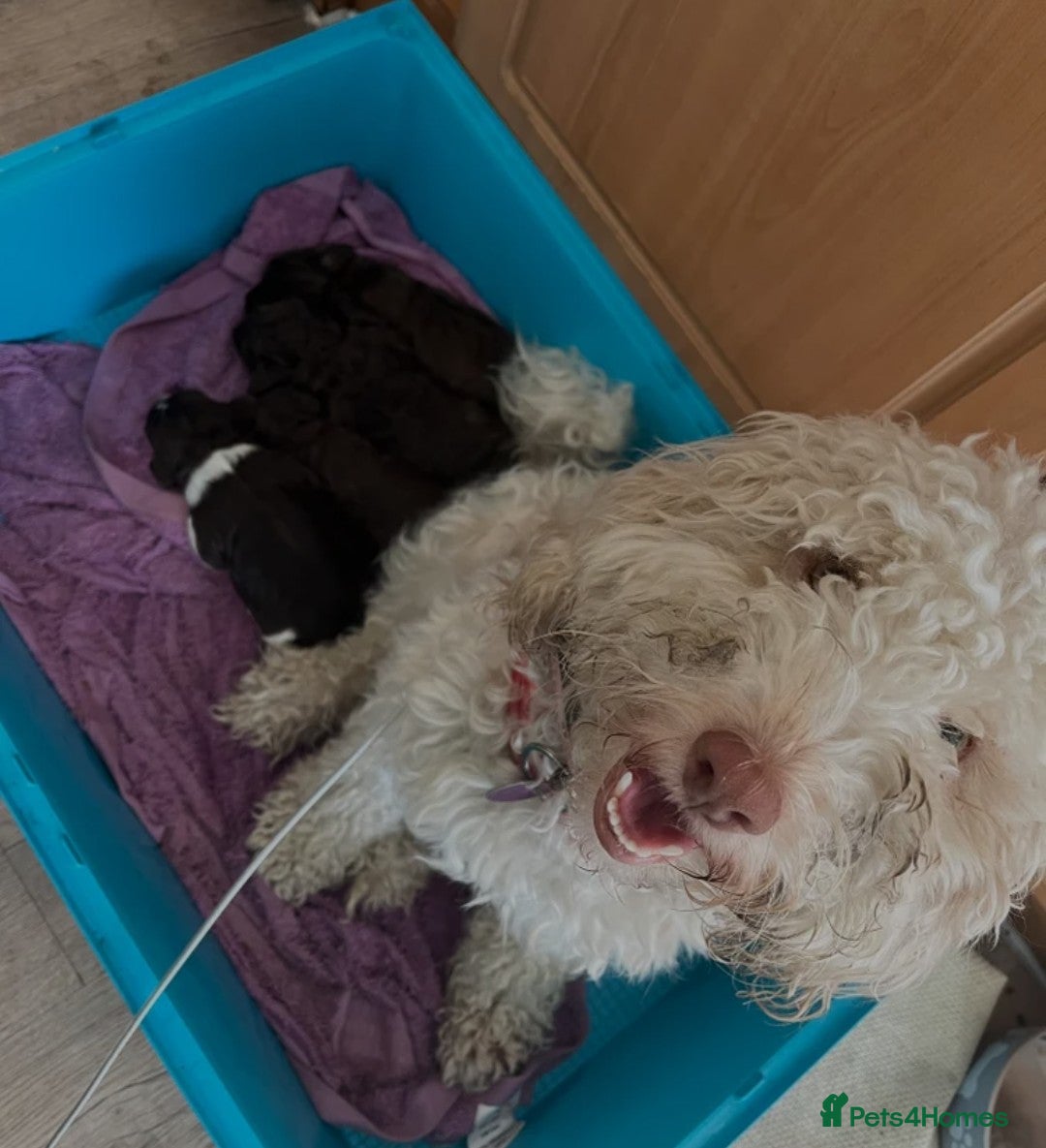 Cockapoo dogs for sale: Beautiful cockapoo for sale - Image 5