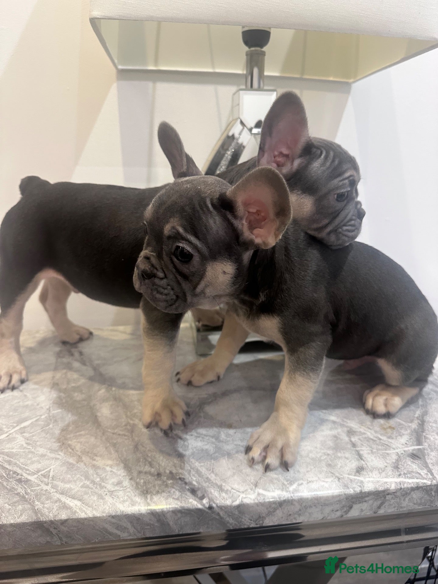 French Bulldog dogs French bulldog puppies 2 Boys Left - Advert 1