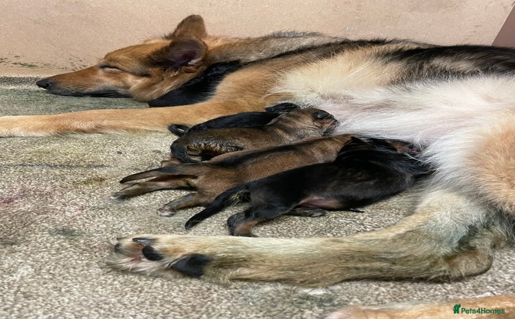 German Shepherd dogs - Advert 7