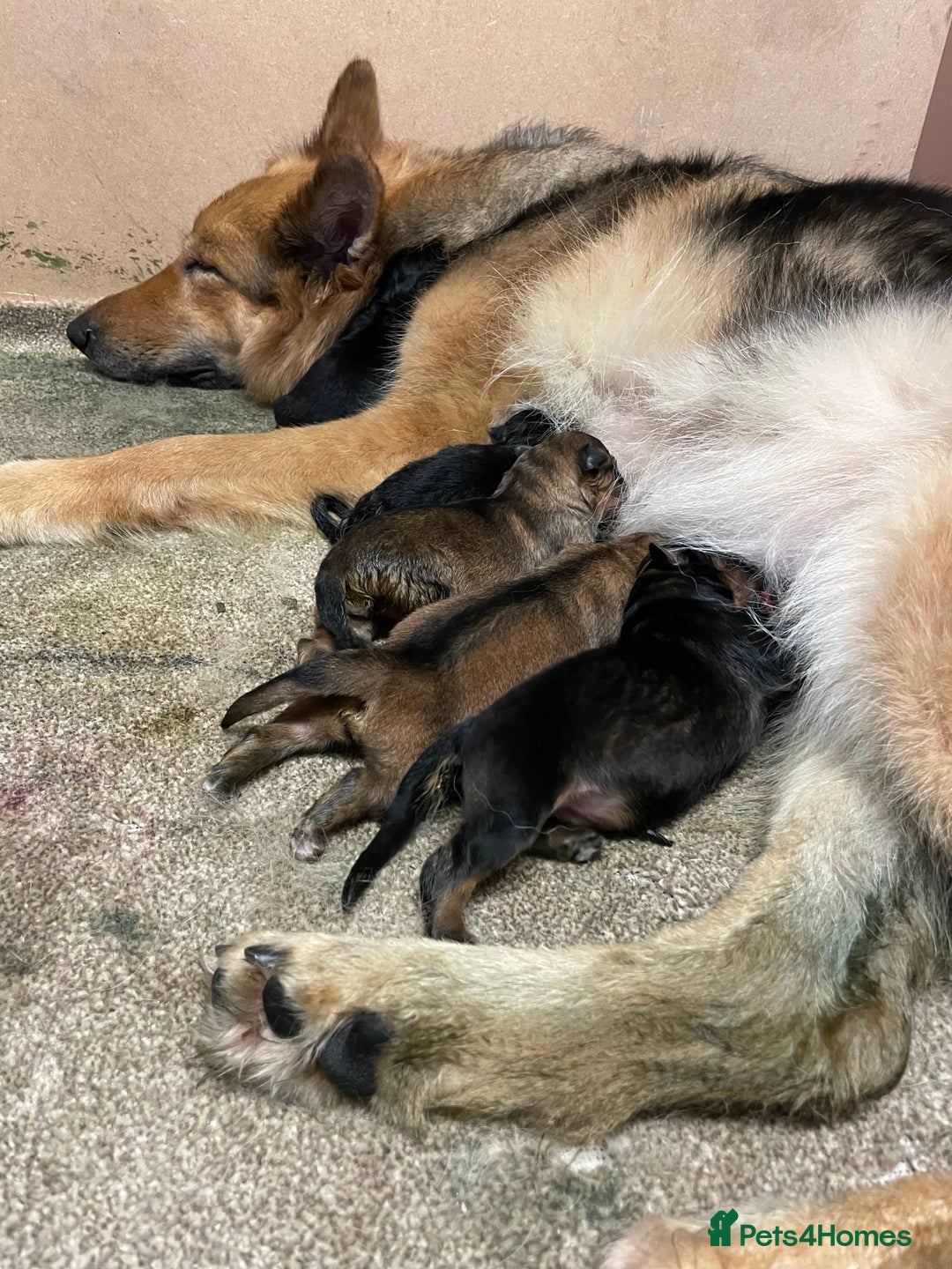 German Shepherd dogs for sale: German shepherd puppies for sale  - Image 1