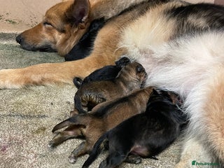 German Shepherd dogs - Advert 32