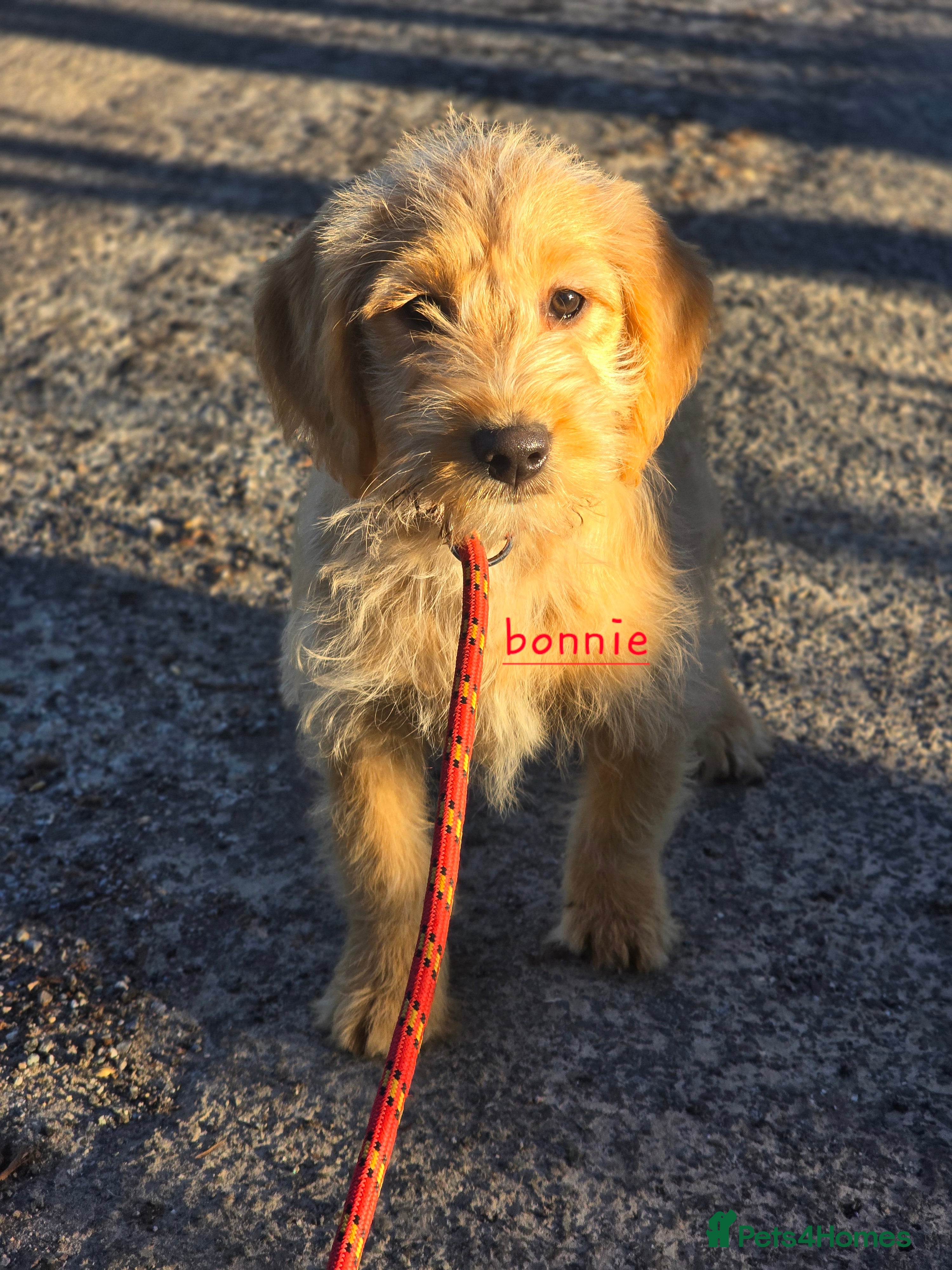Labradoodle dogs F1 MINI LABRADOODLES ready to leave 3rd dec  - Advert 5