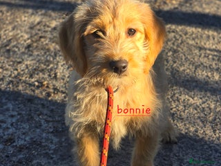 Labradoodle dogs F1 MINI LABRADOODLES ready to leave 3rd dec - Advert 13