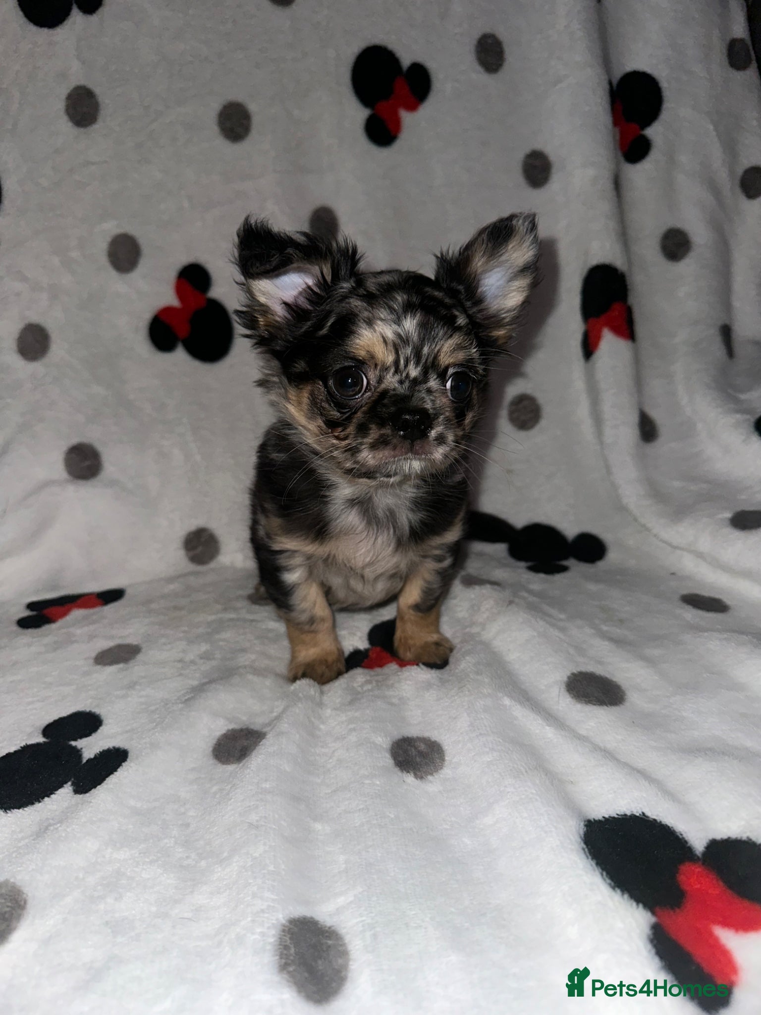 Chihuahua dogs Longhair Chihuaha Puppys - Advert 5