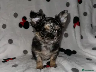 Chihuahua dogs Longhair Chihuaha Puppys - Advert 5